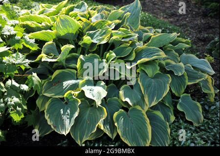 Im Mai wächst der riesige Hosta Sagae mit großen, bläulich-grünen Blättern in einem Garten Stockfoto