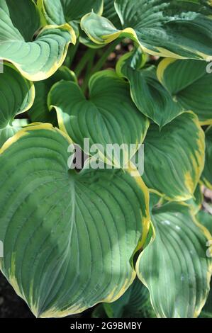 Im Mai wächst der riesige Hosta Sagae mit großen, bläulich-grünen Blättern in einem Garten Stockfoto