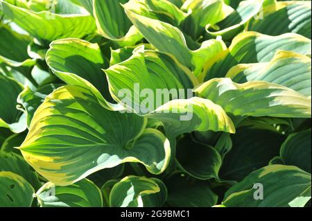 Im Mai wächst der riesige Hosta Sagae mit großen, bläulich-grünen Blättern in einem Garten Stockfoto