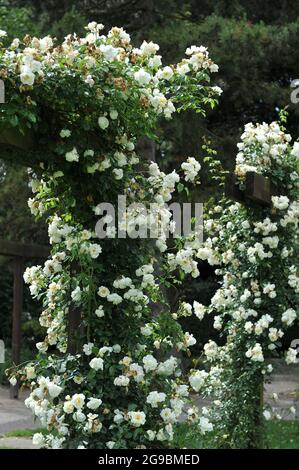 Gelbe großblütige Kletterrose (Rosa) die Stadt York blüht im Juni in einem Garten Stockfoto