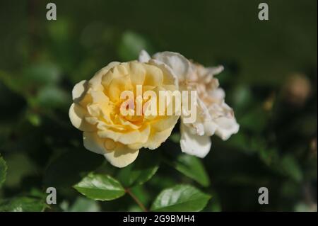 Hellgelbe Hybride Moschusrose (Rosa) Danae blühen im Juni in einem Garten Stockfoto