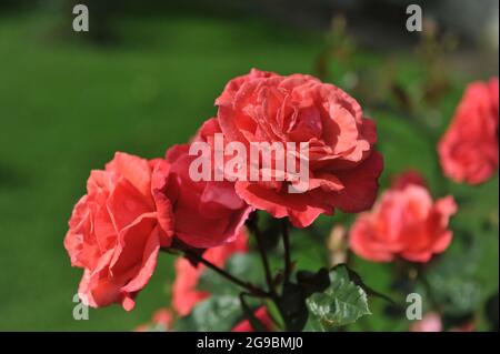 Orange-rote großblütige Kletterrose (Rosa) Danny Boy blüht im Juni in einem Garten Stockfoto