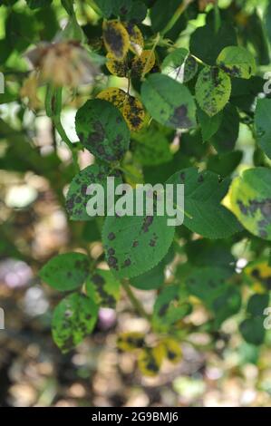 Schwarzer Fleck (Diplocarpon rosae) Krankheit auf den Blättern einer Kletterrose (Rosa) Danny Boy in einem Garten im Juni Stockfoto