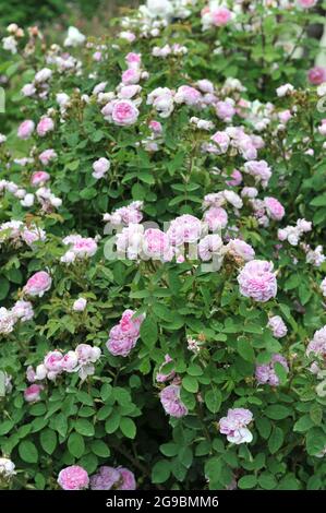 Rosa Moosrose (Rosa) d'Arcet blüht im Juni in einem Garten Stockfoto