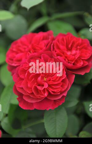 Rote englische Strauchrose (Rosa) Darcey Bussell blüht im Mai in einem Garten Stockfoto