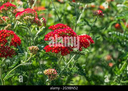 Natürliche Sommer Hintergrund Mit Schönen Bunten Blumen Stockfoto