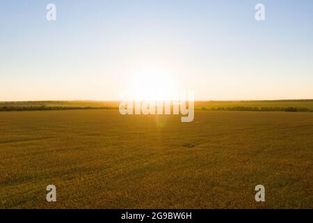 Reifes Weizenfeld bei Sonnenuntergang. Luftaufnahme Stockfoto