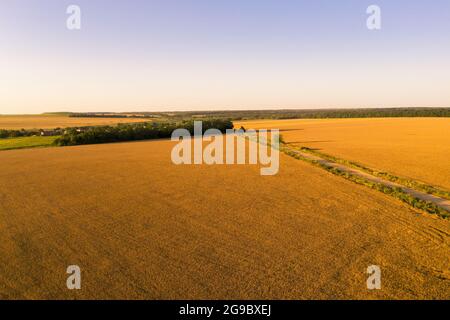 Reifes Weizenfeld bei Sonnenuntergang. Luftaufnahme Stockfoto