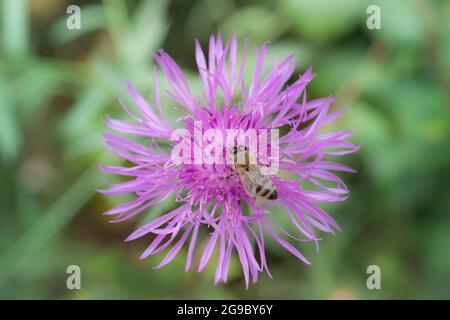 Kornblume. Nahaufnahme von malvenblühenden Wildblumen, braunem Schneckenkraut, mit einer Biene darauf, in der französischen Landschaft der Region Gers. Stockfoto