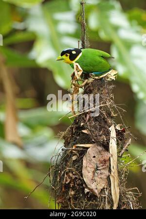 Langschwanz-Breitbill (Psarisomus dalhousiae cyanicauda), erwachsenes Gebäude Nest Kaeng Krachan NP, Thailand Mai Stockfoto