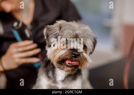 Junge blonde professionelle Pistenerin liebt ihren Job mit yorkshire Hund und all den Haustieren. Stockfoto