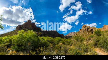 Der wunderschöne Saguaro National Park in Arizona Stockfoto