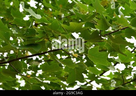 Die zarten Blätter des chinesischen Tulpenbaums. Stockfoto