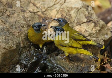 Black-headed Bulbul (Pycnonotus atriceps) drei Erwachsene trinken im Frühling Kaeng Kratchen, Thailand Februar Stockfoto