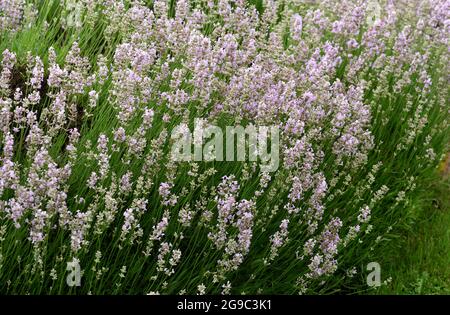 Ein Drift von Hidcote Pink Lavendel. Stockfoto