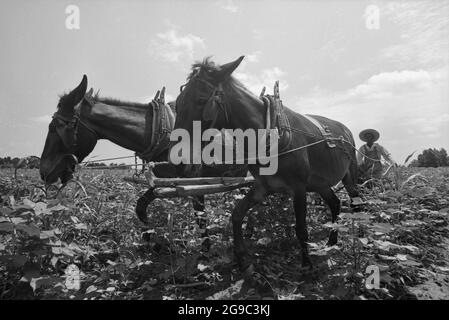 Ein Landwirt und Mitglied der SWAFCA Co-op Die Southwest Alabama Farmers Cooperative Association wurde 1967 von Albert Turner als wirtschaftlicher Anstoß gegründet, um schwarzen Südstaatlern den Besitz und die Erhaltung ihres eigenen Landes zu ermöglichen. Dies war eine wichtige, aber weitgehend übersehene Entwicklung der Bürgerrechte im tiefen Süden. Stockfoto