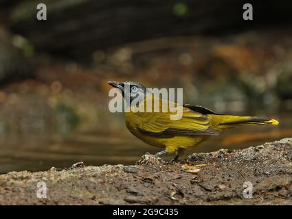 Schwarzkopf-Bulbul (Pycnonotus atriceps), ein Erwachsener, der im Wasserloch Kaeng Krachen, Thailand, trinkt November Stockfoto