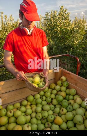 Der junge Mann in rotem Hemd und Mütze nimmt mit einem Korb Äpfel auf und hört Musik mit roten Kopfhörern. Landwirtschaftliches Konzept. Stockfoto