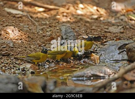 Black-Crested Bulbul (Pycnonotus flaviventris xanthops) vier Erwachsene am Wasserloch im Wald mit einem Black-headed Bulbul (P.atriceps) Kaeng Krachen NP, Stockfoto