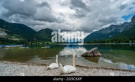 Ein paar weiße Schwäne am Seeufer Stockfoto