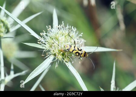 Traubenholzbohrer, variabler Widderbock, veränderliche Widderbock, Chlorophorus varius, díszes darázscincér, Ungarn, Magyarország, Europa Stockfoto