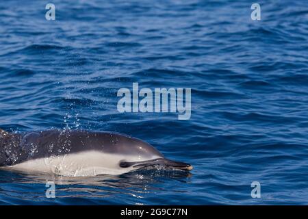 Delfin, Kantabrische See, Baskenland, Spanien Stockfoto