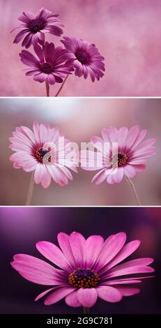 Makroblumen Osteospermum Stockfoto
