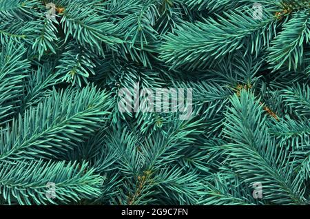 Hintergrund von vielen grünen Weihnachtsbaumzweigen. Stockfoto