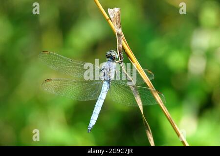 Kielenabschäumer, kleiner Blaupfeil, Orthetrum coerulescens, karcsú pásztorszitakötő, Ungarn, Magyarország, Europa Stockfoto