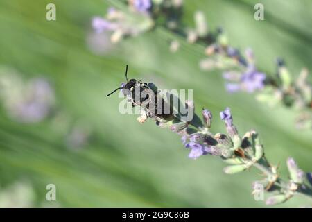 Blätterkuckuckbiene oder Schwanzbiene, Kegelbiene, Coelioxys sp., kakukkméh, Ungarn, Magyarország, Europa Stockfoto