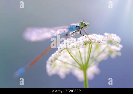 Makrodragonfly (Coenagrion armatum) bei Taufrüpfen. Libelle auf einem unscharfen hellen Hintergrund Stockfoto