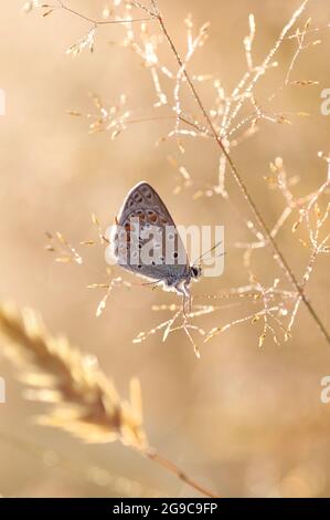 Makroschmetterling Polyommatus icaruson das Wiesengras. Unscharfer Hintergrund in Pastellfarben Stockfoto