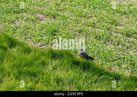 Westliche Dohlen (Coloeus monedula) auf einem Feld in Dänemark Stockfoto