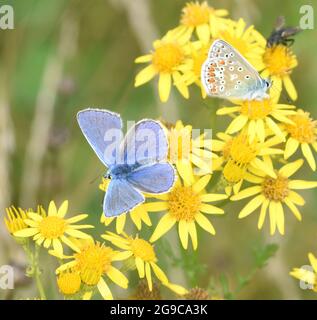 Männliche gewöhnliche blaue Schmetterlinge (Polyommatus Icarus) auf einem gemeinsamen Ragwurz (Senecio jacobaea) Blütenkopf in einer grasbewachsenen Wiese, die ihr bevorzugter habi ist Stockfoto