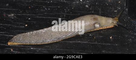 Große rote Schnecke (Arion rufus). Bedgebury Forest, Kent, Großbritannien. Stockfoto