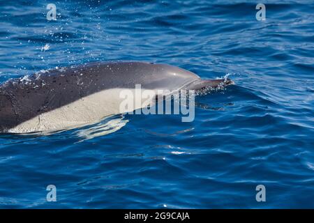 Delfin, Kantabrische See, Baskenland, Spanien Stockfoto