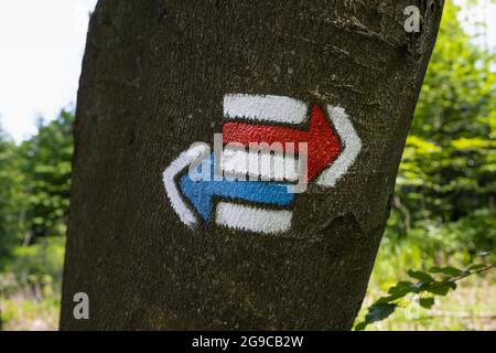 Wegmarkierung und loderndes Baumwipfel in Tschechien / Tschechien. Pfeil aus Farbe und Farbe auf der Holzrinde. Detail mit flachem Fokus. Stockfoto