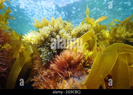 Verschiedene Meeresalgen Algen unter Wasser im Atlantischen Ozean, Galizien, Spanien, Pontevedra Stockfoto