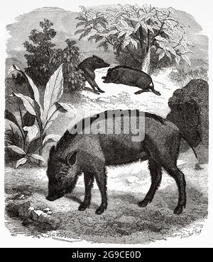 Wildschweine (Sus scrofa), die in Eurasien, Nordafrika und den Großsudaninseln beheimatet sind. Alte Illustration aus dem 19. Jahrhundert von El Mundo Ilustrado 1879 Stockfoto