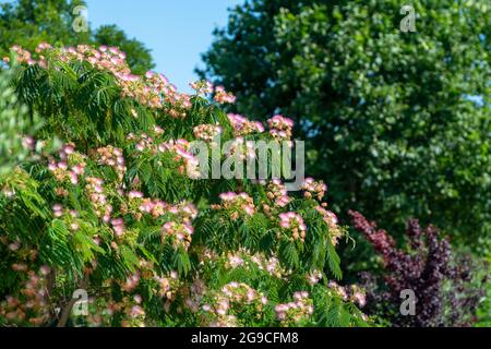 Rosa Blüte des persischen Seidenbaums Albizia julibrissin im Sommer Stockfoto