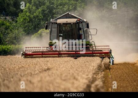 Landwirtschaft, Getreideernte, Weizen, Mähdrescherernte in einem Weizenfeld, bei NiederkrŸchten, NRW, Deutschland, Stockfoto