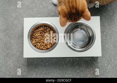 Ingwer-Katze isst aus der Schüssel, Nahrung und Wasser in verbundenen schweren Tellern zu Hause. Tier kann das Wasser nicht Spalten. Vollständige und ausgewogene Ernährung Stockfoto