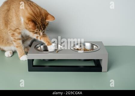 Ingwer-Katze isst aus der Schüssel, Nahrung und Wasser in verbundenen schweren Tellern zu Hause. Tier kann das Wasser nicht Spalten. Vollständige und ausgewogene Ernährung Stockfoto