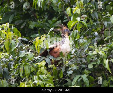 Bizarre bunte Hoatzin (Opisthocomus hoazin) sitzt auf einem Zweig, umgeben von grünem Dschungel Pampas del Yacuma, Bolivien. Stockfoto