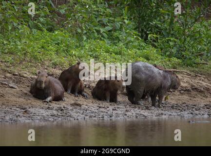 Nahaufnahme Porträt der Familie von Capybara (Hydrochoerus hydrochaeris), die sich im Schlamm-Flussufer, Pampas del Yacuma, Bolivien, ausruhte und spielte. Stockfoto