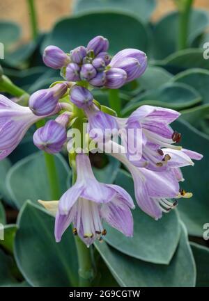 Hosta „Blue Mouse Ears“, Kochelilien „Blue Mouse Ears“, Nahaufnahme von Naturpflanzen-Porträts Stockfoto