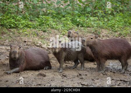 Nahaufnahme Porträt der Familie von Capybara (Hydrochoerus hydrochaeris), die sich im Schlamm-Flussufer ausruhte und spielte, mit Blick auf die Kamera, Pampas del Yacuma, Bolivien. Stockfoto