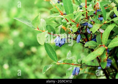 Reife blaue Geißelbeeren wachsen auf dem grünen Ast, Blätter mit Wassertropfen nach Regen Stockfoto