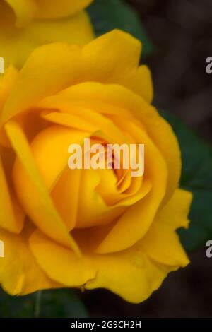 Romantische und lebendige Rosa Goldene Hochzeit, natürliche Blumenportrait Stockfoto