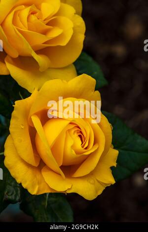 Romantische und lebendige Rosa Goldene Hochzeit, natürliche Blumenportrait Stockfoto